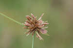 Purpleplume flatsedge